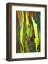 Rainbow Eucalyptus bark, Mindanao Gum, Island of Kauai, Hawaii, USA-Russ Bishop-Framed Photographic Print