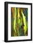 Rainbow Eucalyptus bark, Mindanao Gum, Island of Kauai, Hawaii, USA-Russ Bishop-Framed Photographic Print