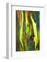 Rainbow Eucalyptus bark, Mindanao Gum, Island of Kauai, Hawaii, USA-Russ Bishop-Framed Photographic Print