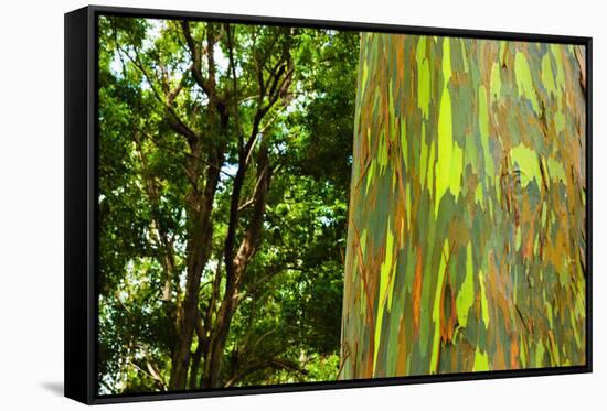 Rainbow Eucalyptus bark, Mindanao Gum, Island of Kauai, Hawaii, USA-Russ Bishop-Framed Stretched Canvas