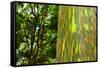 Rainbow Eucalyptus bark, Mindanao Gum, Island of Kauai, Hawaii, USA-Russ Bishop-Framed Stretched Canvas