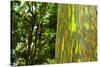 Rainbow Eucalyptus bark, Mindanao Gum, Island of Kauai, Hawaii, USA-Russ Bishop-Stretched Canvas