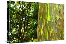 Rainbow Eucalyptus bark, Mindanao Gum, Island of Kauai, Hawaii, USA-Russ Bishop-Stretched Canvas