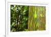 Rainbow Eucalyptus bark, Mindanao Gum, Island of Kauai, Hawaii, USA-Russ Bishop-Framed Photographic Print