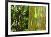 Rainbow Eucalyptus bark, Mindanao Gum, Island of Kauai, Hawaii, USA-Russ Bishop-Framed Photographic Print