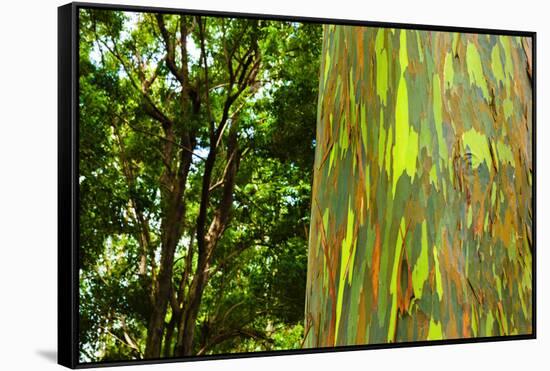 Rainbow Eucalyptus bark, Mindanao Gum, Island of Kauai, Hawaii, USA-Russ Bishop-Framed Stretched Canvas