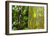 Rainbow Eucalyptus bark, Mindanao Gum, Island of Kauai, Hawaii, USA-Russ Bishop-Framed Photographic Print