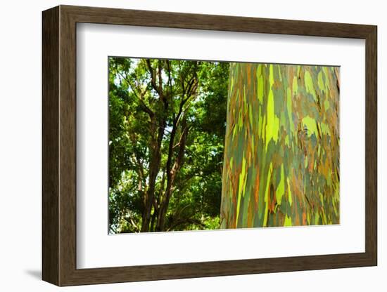 Rainbow Eucalyptus bark, Mindanao Gum, Island of Kauai, Hawaii, USA-Russ Bishop-Framed Photographic Print