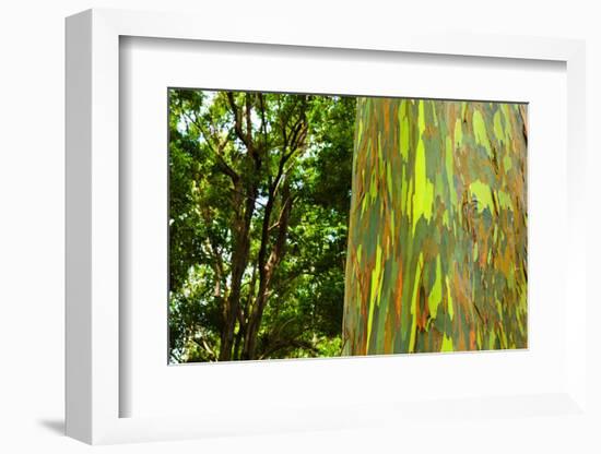 Rainbow Eucalyptus bark, Mindanao Gum, Island of Kauai, Hawaii, USA-Russ Bishop-Framed Photographic Print