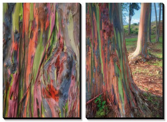 Rainbow Eucalyptus Detail, Hawaii-Vincent James-Stretched Canvas
