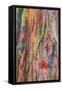 Rainbow Eucalyptus Detail, Hawaii-Vincent James-Framed Stretched Canvas