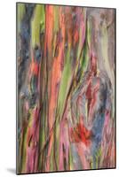 Rainbow Eucalyptus Detail, Hawaii-Vincent James-Mounted Photographic Print