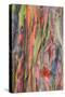 Rainbow Eucalyptus Detail, Kauai-Vincent James-Stretched Canvas