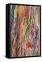 Rainbow Eucalyptus Detail, Kauai-Vincent James-Framed Stretched Canvas