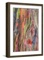 Rainbow Eucalyptus Detail, Kauai-Vincent James-Framed Photographic Print