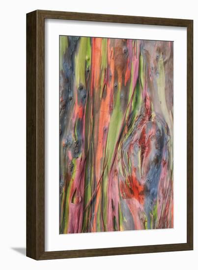 Rainbow Eucalyptus Detail, Kauai-Vincent James-Framed Photographic Print