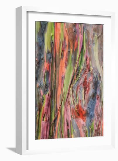 Rainbow Eucalyptus Detail, Kauai-Vincent James-Framed Photographic Print