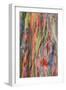 Rainbow Eucalyptus Detail, Kauai-Vincent James-Framed Photographic Print