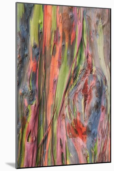 Rainbow Eucalyptus Detail, Kauai-Vincent James-Mounted Photographic Print