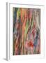 Rainbow Eucalyptus Detail, Kauai-Vincent James-Framed Photographic Print