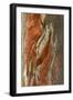 Rainbow Eucalyptus (Eucalyptus deglupta) close-up of bark, Northern Territory-Krystyna Szulecka-Framed Photographic Print