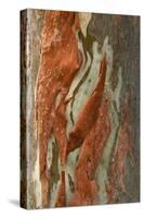 Rainbow Eucalyptus (Eucalyptus deglupta) close-up of bark, Northern Territory-Krystyna Szulecka-Stretched Canvas