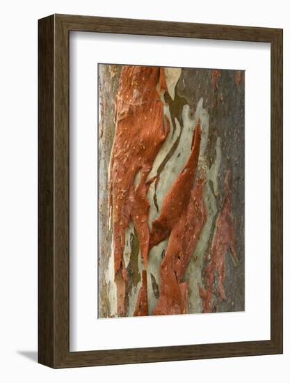 Rainbow Eucalyptus (Eucalyptus deglupta) close-up of bark, Northern Territory-Krystyna Szulecka-Framed Photographic Print