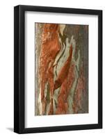 Rainbow Eucalyptus (Eucalyptus deglupta) close-up of bark, Northern Territory-Krystyna Szulecka-Framed Photographic Print