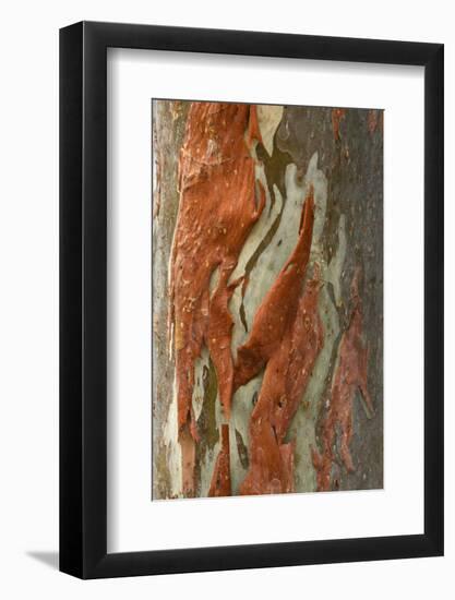 Rainbow Eucalyptus (Eucalyptus deglupta) close-up of bark, Northern Territory-Krystyna Szulecka-Framed Photographic Print