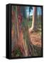 Rainbow Eucalyptus Grove, Kauai-Vincent James-Framed Stretched Canvas