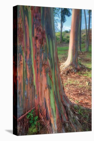 Rainbow Eucalyptus Grove, Kauai-Vincent James-Stretched Canvas