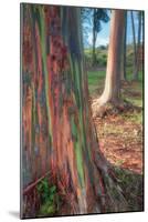 Rainbow Eucalyptus Grove, Kauai-Vincent James-Mounted Photographic Print