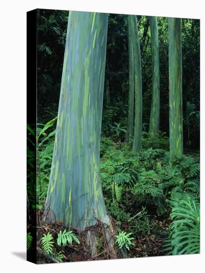 Rainbow Eucalyptus (Mindanao Gum) Trees-James Randklev-Stretched Canvas