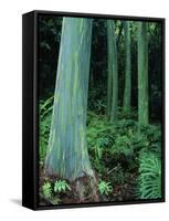 Rainbow Eucalyptus (Mindanao Gum) Trees-James Randklev-Framed Stretched Canvas