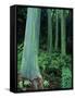 Rainbow Eucalyptus (Mindanao Gum) Trees-James Randklev-Framed Stretched Canvas