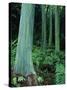 Rainbow Eucalyptus (Mindanao Gum) Trees-James Randklev-Stretched Canvas