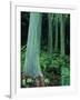 Rainbow Eucalyptus (Mindanao Gum) Trees-James Randklev-Framed Photographic Print