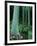 Rainbow Eucalyptus (Mindanao Gum) Trees-James Randklev-Framed Photographic Print