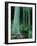 Rainbow Eucalyptus (Mindanao Gum) Trees-James Randklev-Framed Photographic Print