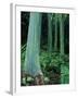 Rainbow Eucalyptus (Mindanao Gum) Trees-James Randklev-Framed Photographic Print