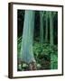 Rainbow Eucalyptus (Mindanao Gum) Trees-James Randklev-Framed Photographic Print