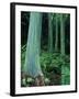 Rainbow Eucalyptus (Mindanao Gum) Trees-James Randklev-Framed Photographic Print