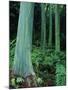 Rainbow Eucalyptus (Mindanao Gum) Trees-James Randklev-Mounted Photographic Print