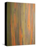 Rainbow Eucalyptus Tree Bark-Lew Robertson-Stretched Canvas