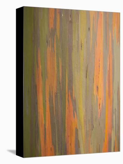 Rainbow Eucalyptus Tree Bark-Lew Robertson-Stretched Canvas