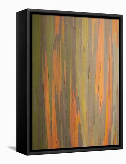 Rainbow Eucalyptus Tree Bark-Lew Robertson-Framed Stretched Canvas