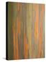 Rainbow Eucalyptus Tree Bark-Lew Robertson-Stretched Canvas