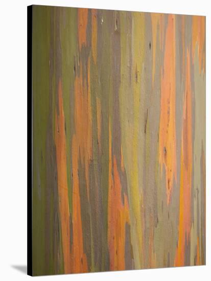 Rainbow Eucalyptus Tree Bark-Lew Robertson-Stretched Canvas
