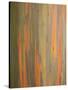 Rainbow Eucalyptus Tree Bark-Lew Robertson-Stretched Canvas