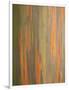 Rainbow Eucalyptus Tree Bark-Lew Robertson-Framed Photographic Print